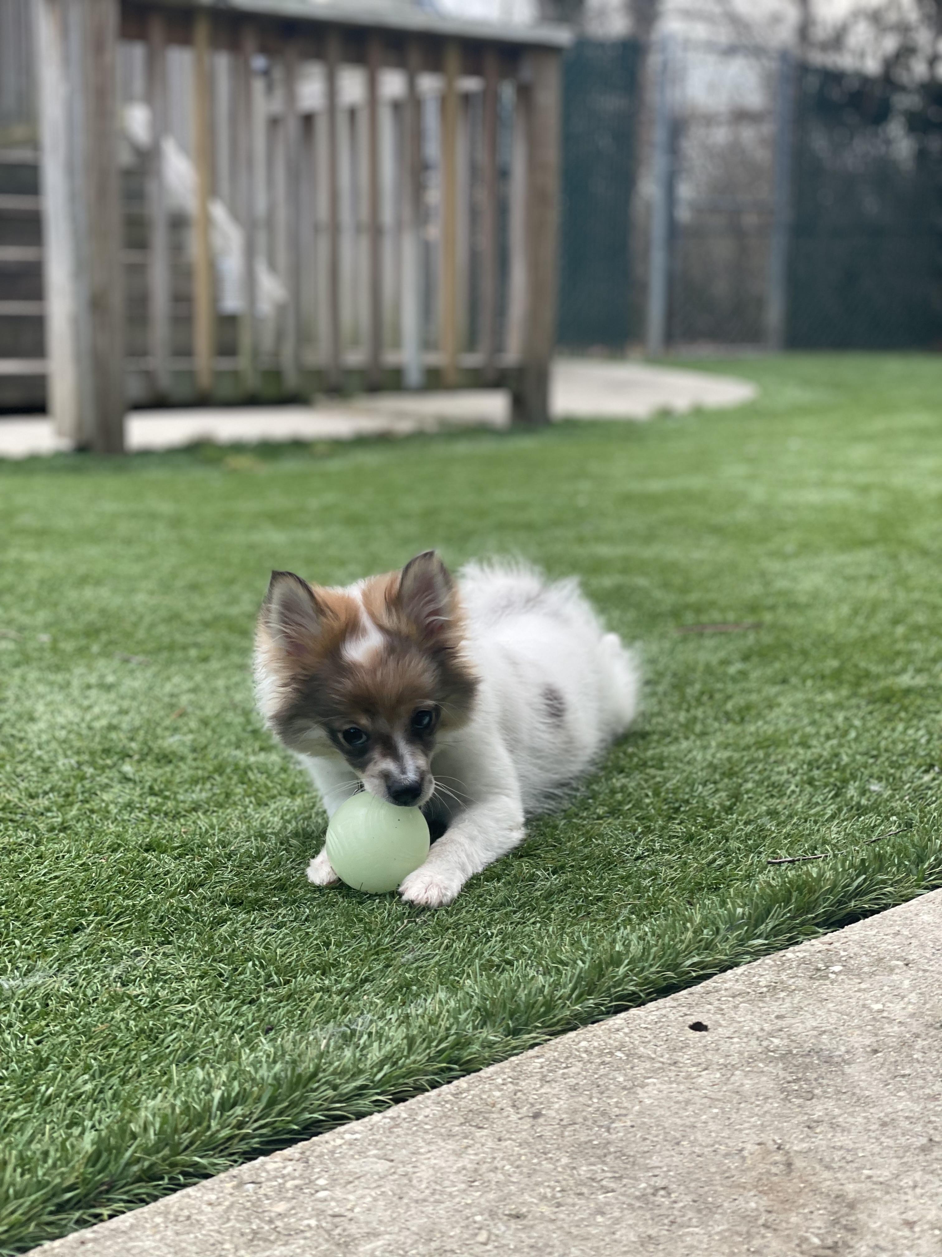 Pippy, a other mixed breed in Greenbelt, MD image 2/4