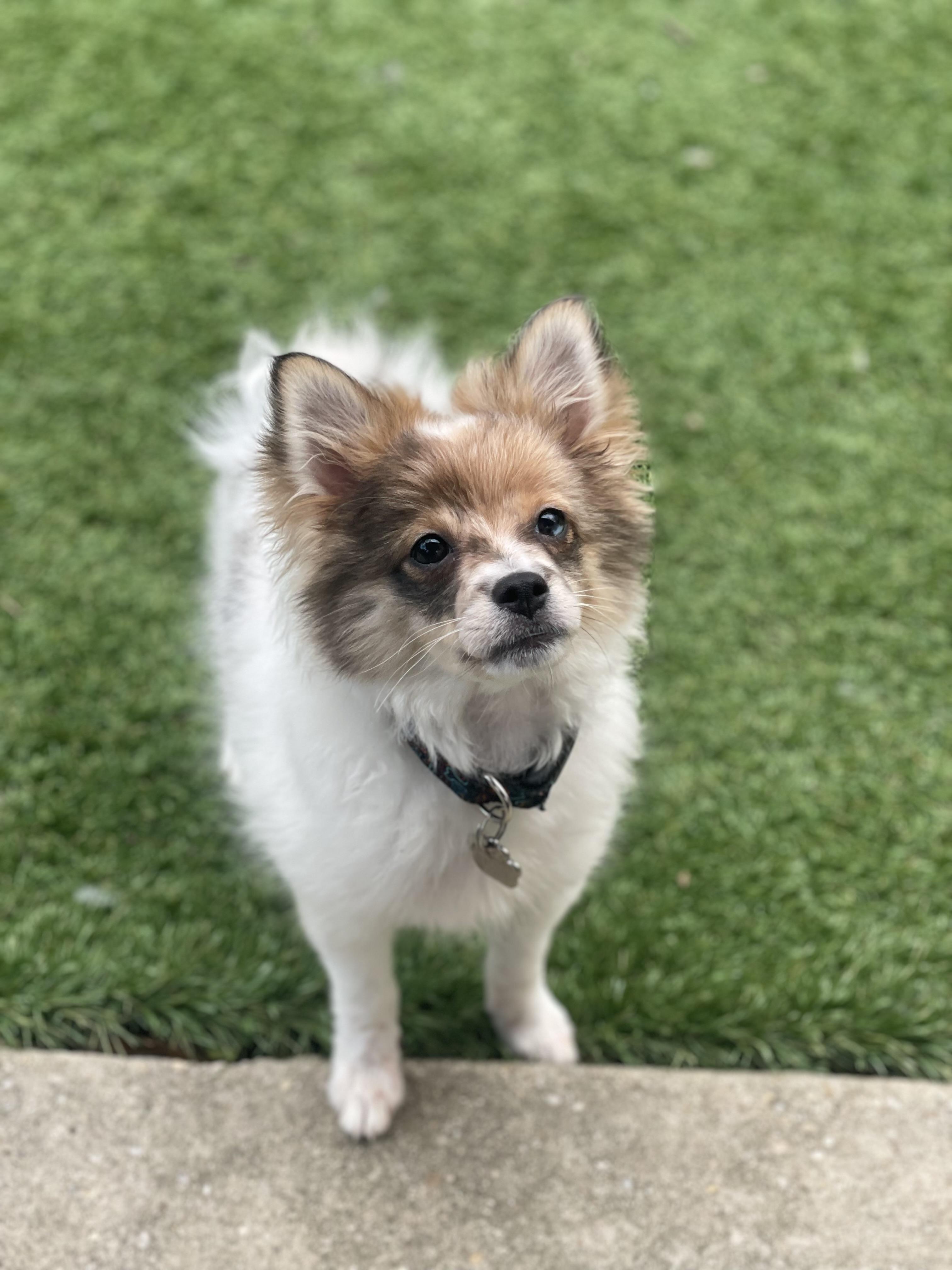 Pippy, a other mixed breed in Greenbelt, MD image 3/4