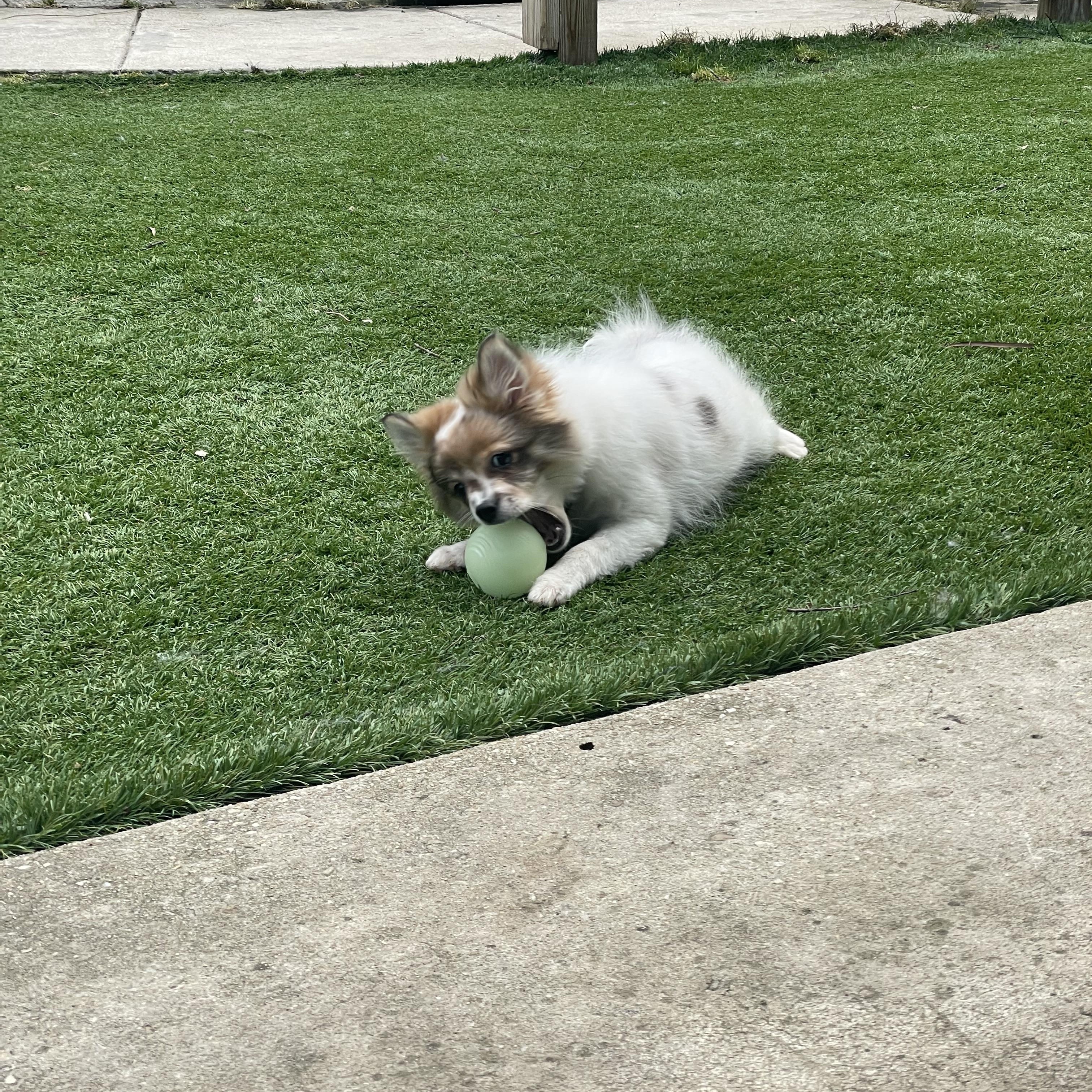 Pippy, a other mixed breed in Greenbelt, MD image 4/4