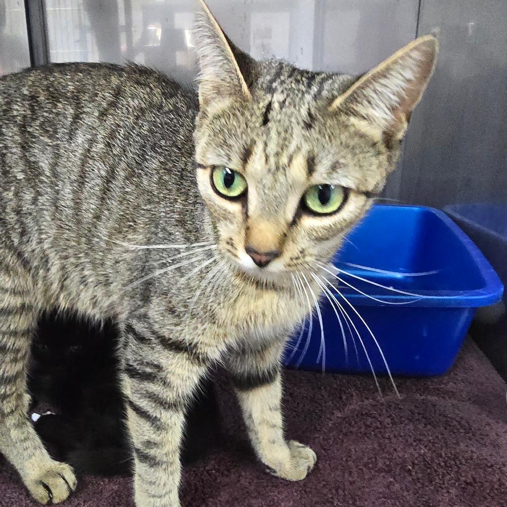 Miata, Adoptable, Young Female Domestic Short Hair.