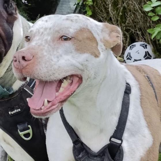 Coco, Adoptable, Senior Female Pit Bull Terrier & Mixed Breed.