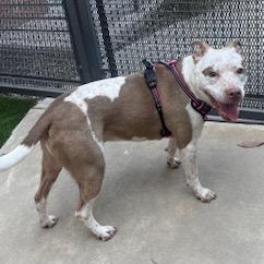 Enlarge Coco, a Adoptable mixed breed in Dallas, TX image 2/6