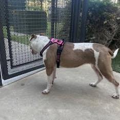 Enlarge Coco, a Adoptable mixed breed in Dallas, TX image 3/6