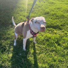 Enlarge Coco, a Adoptable mixed breed in Dallas, TX image 4/6