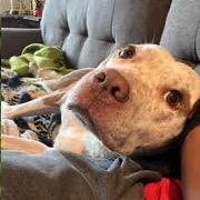 Enlarge Coco, a Adoptable mixed breed in Dallas, TX image 5/6