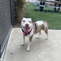 Enlarge Coco, a Adoptable mixed breed in Dallas, TX image 6/6