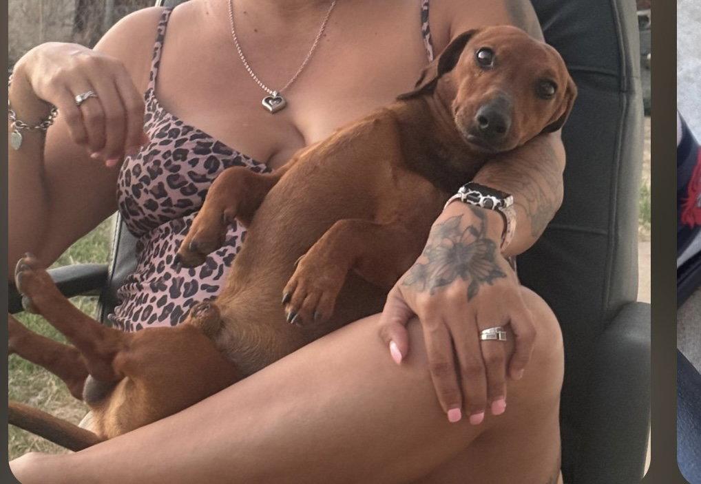 Red Milo - Temecula, Adoptable, Adult Male Dachshund.