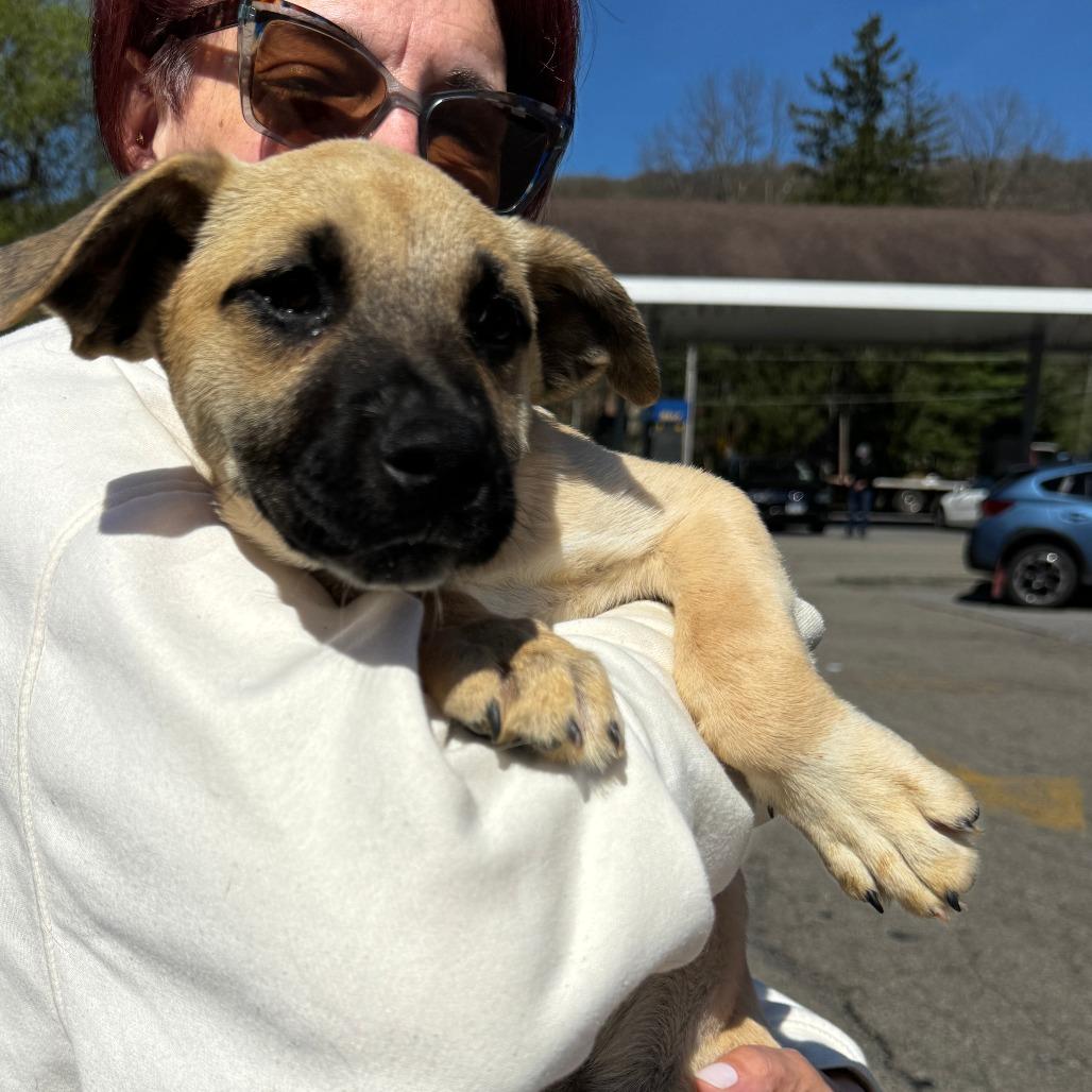 NY Lakely Avail Apr 26 (JV Mall Spring Fest), Adoptable, Puppy Female Treeing Walker Coonhound & Black Mouth Cur.