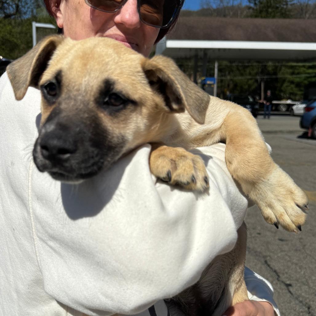 Enlarge NY Lakely Avail Apr 26 (JV Mall Spring Fest), a Adoptable mixed breed in Eastford, CT image 2/3