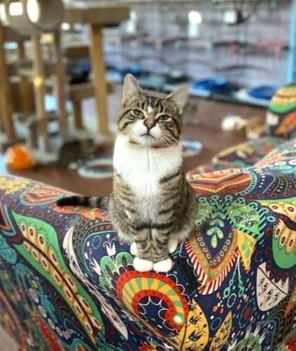 Enlarge Apollo, a ADOPTABLE Domestic Medium Hair in Wild Rose, WI image 3/3