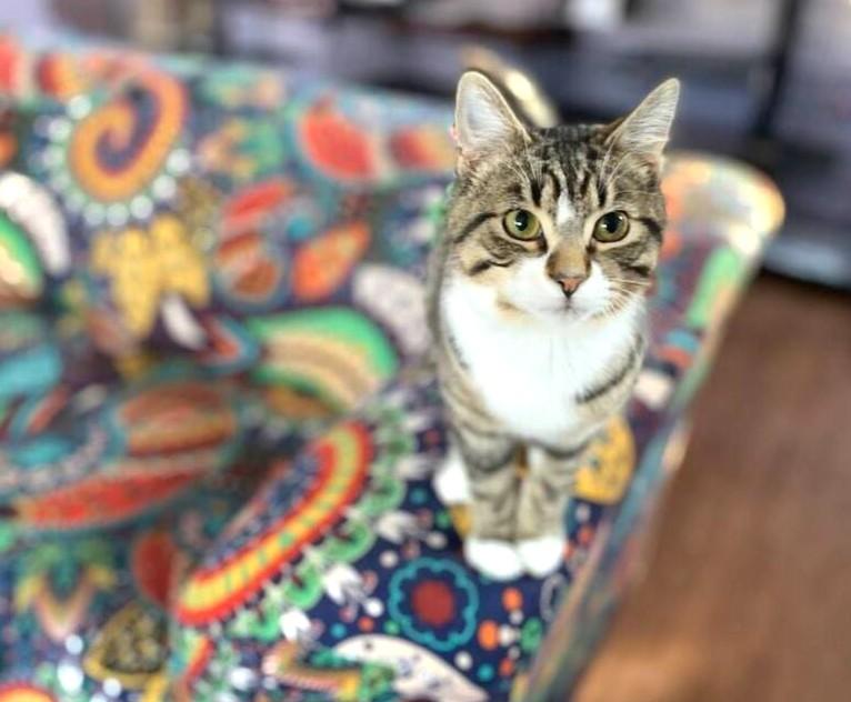 Apollo, ADOPTABLE, Young Male Domestic Medium Hair.