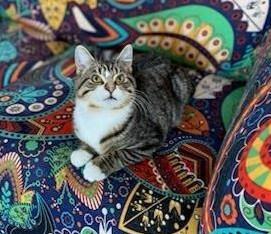 Enlarge Apollo, a ADOPTABLE Domestic Medium Hair in Wild Rose, WI image 2/3