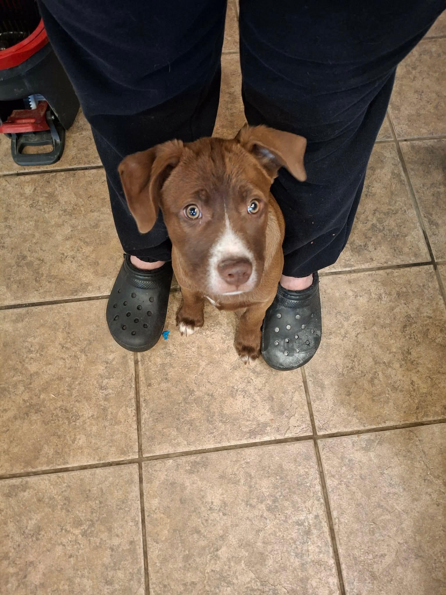 Enlarge Wyatt , a Adoptable Mixed Breed in Argyle, NY image 6/6