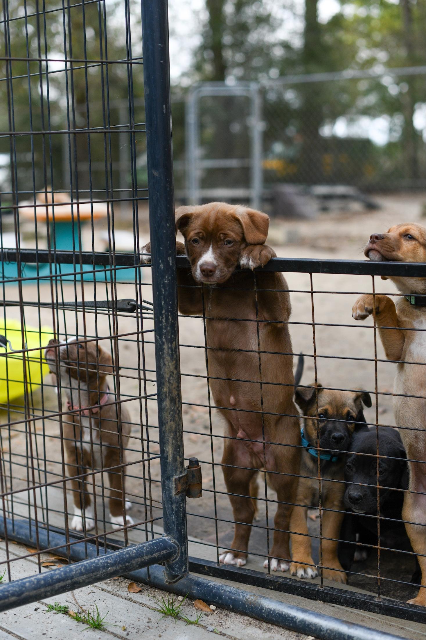 Enlarge Wyatt , a Adoptable Mixed Breed in Argyle, NY image 3/6