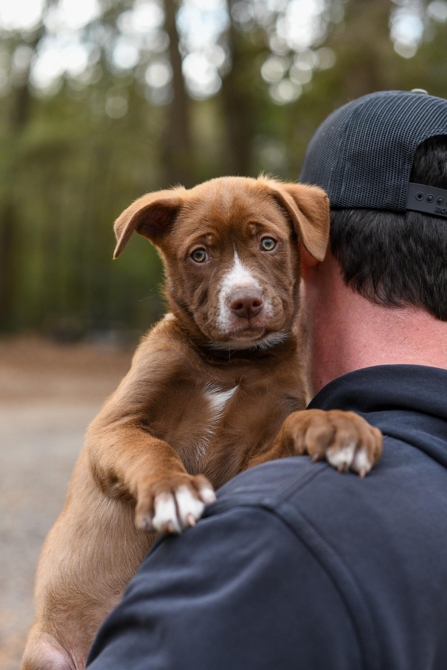 Enlarge Wyatt , a Adoptable Mixed Breed in Argyle, NY image 5/6