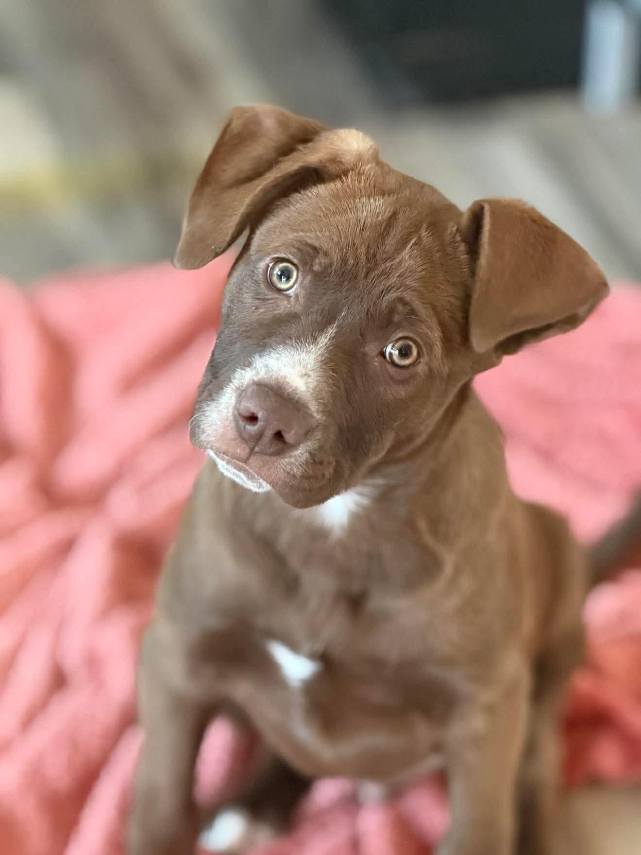 Wyatt , Adoptable, Puppy Male Mixed Breed.