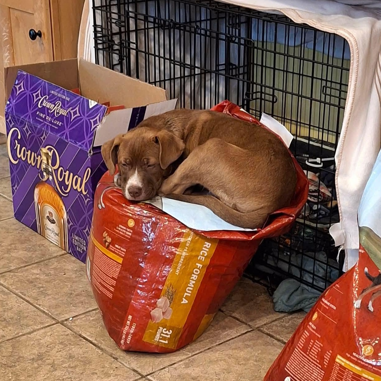 Wyatt , Adoptable, Puppy Male Mixed Breed.