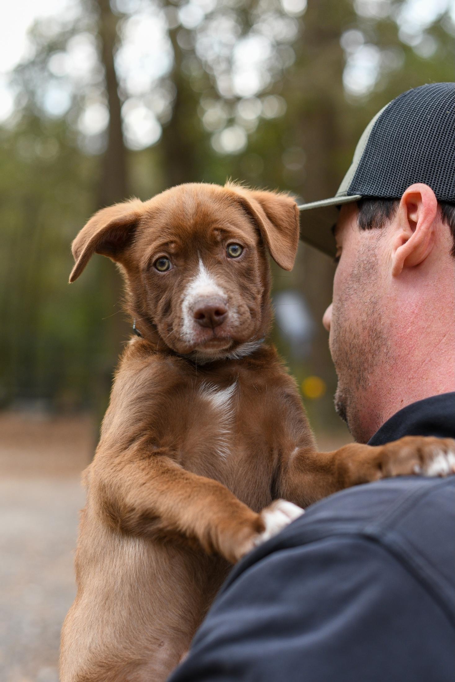 Enlarge Wyatt , a Adoptable Mixed Breed in Argyle, NY image 2/6