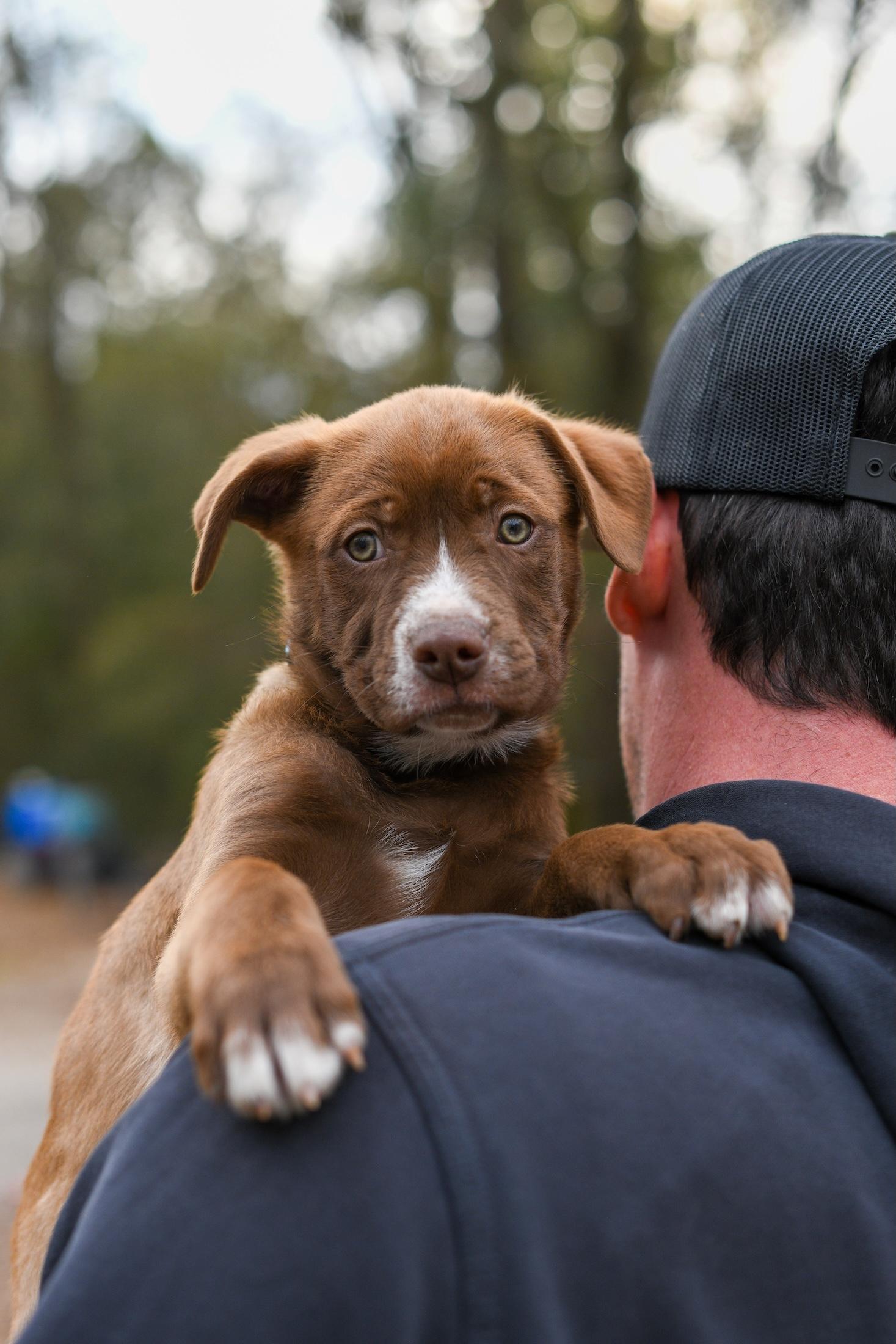Enlarge Wyatt , a Adoptable Mixed Breed in Argyle, NY image 4/6