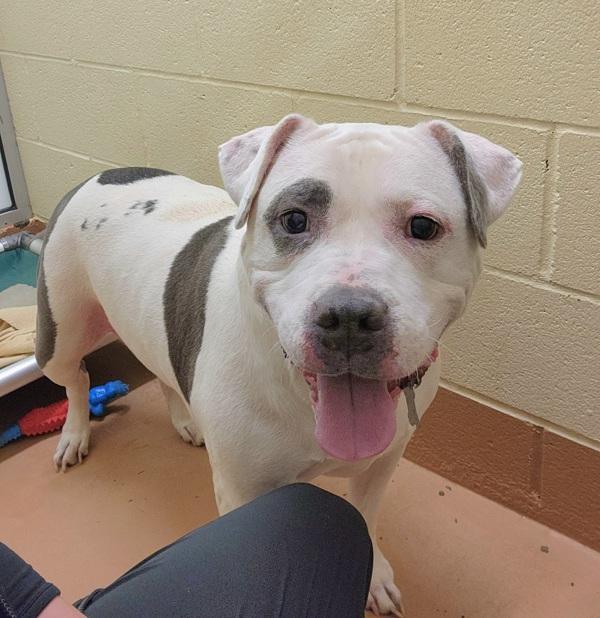 Karma, Adoptable, Adult Female Pit Bull Terrier.