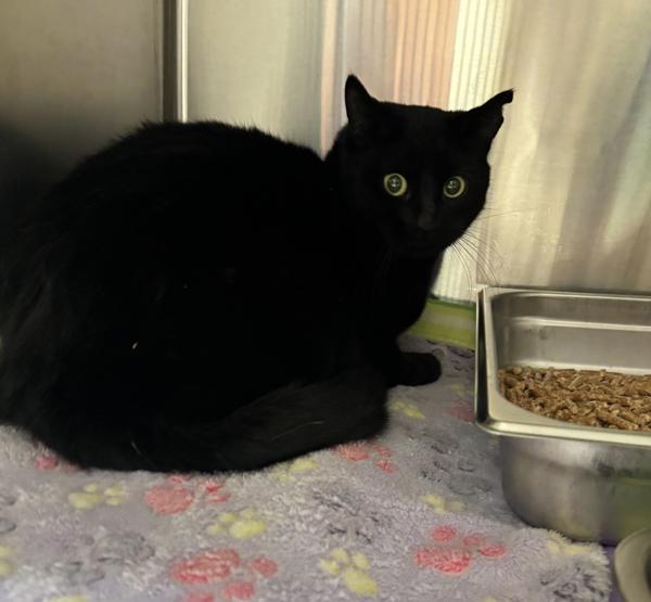 Enlarge Betty, a Adoptable mixed breed in Great Falls, MT image 1/1