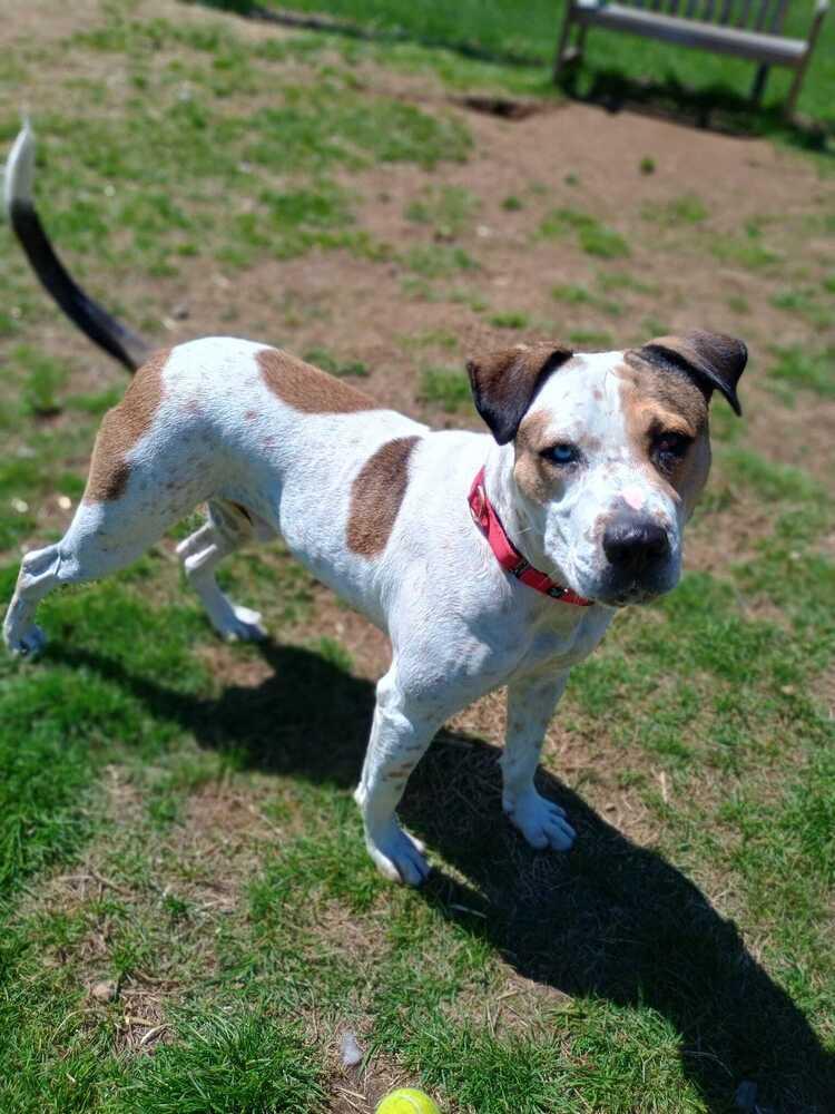 Enlarge Omega (FOSTERED LOCALLY), a Adoptable mixed breed in Leverett, MA image 1/6