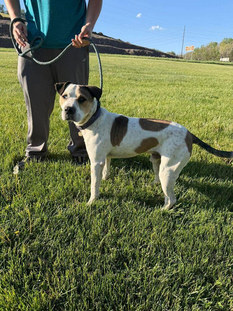 Enlarge Omega (LOCATED AT BTDR HQ), a Adoptable mixed breed in Leverett, MA image 2/3
