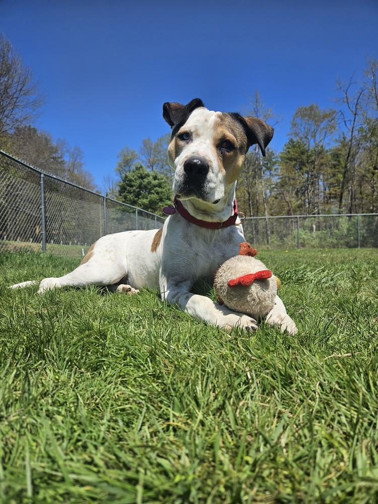 Enlarge Omega (FOSTERED LOCALLY), a Adoptable mixed breed in Leverett, MA image 2/6