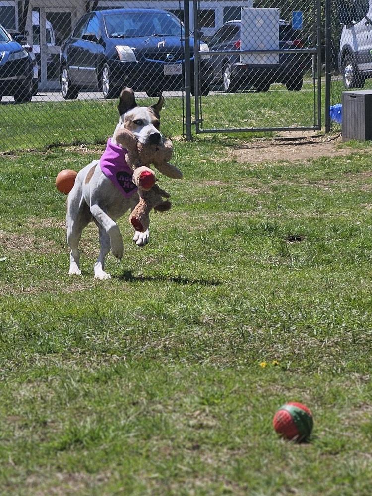 Enlarge Omega (FOSTERED LOCALLY), a Adoptable mixed breed in Leverett, MA image 3/6