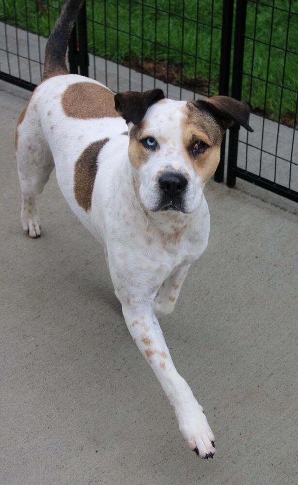 Enlarge Omega (LOCATED AT BTDR HQ), a Adoptable mixed breed in Leverett, MA image 3/3
