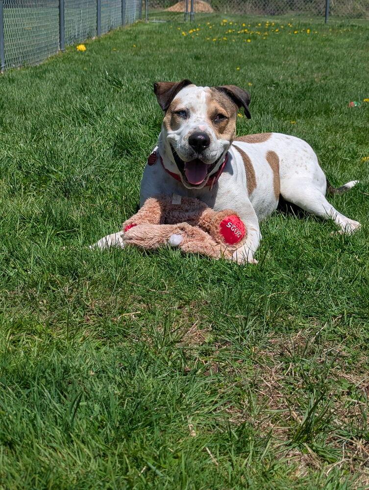 Enlarge Omega (FOSTERED LOCALLY), a Adoptable mixed breed in Leverett, MA image 4/6