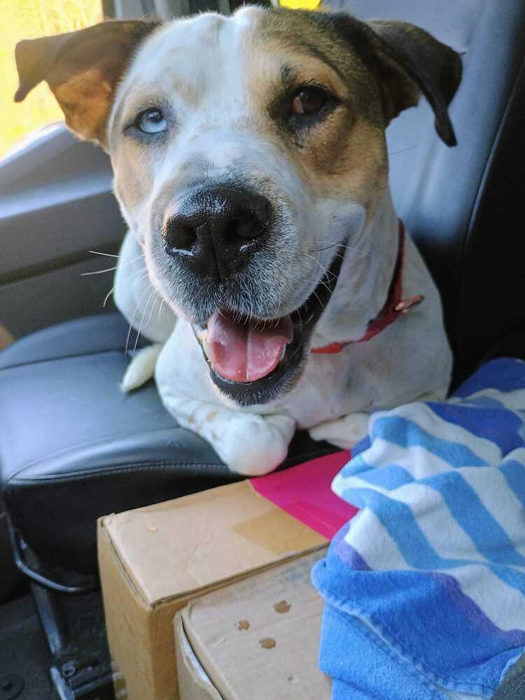 Enlarge Omega (FOSTERED LOCALLY), a Adoptable mixed breed in Leverett, MA image 5/6