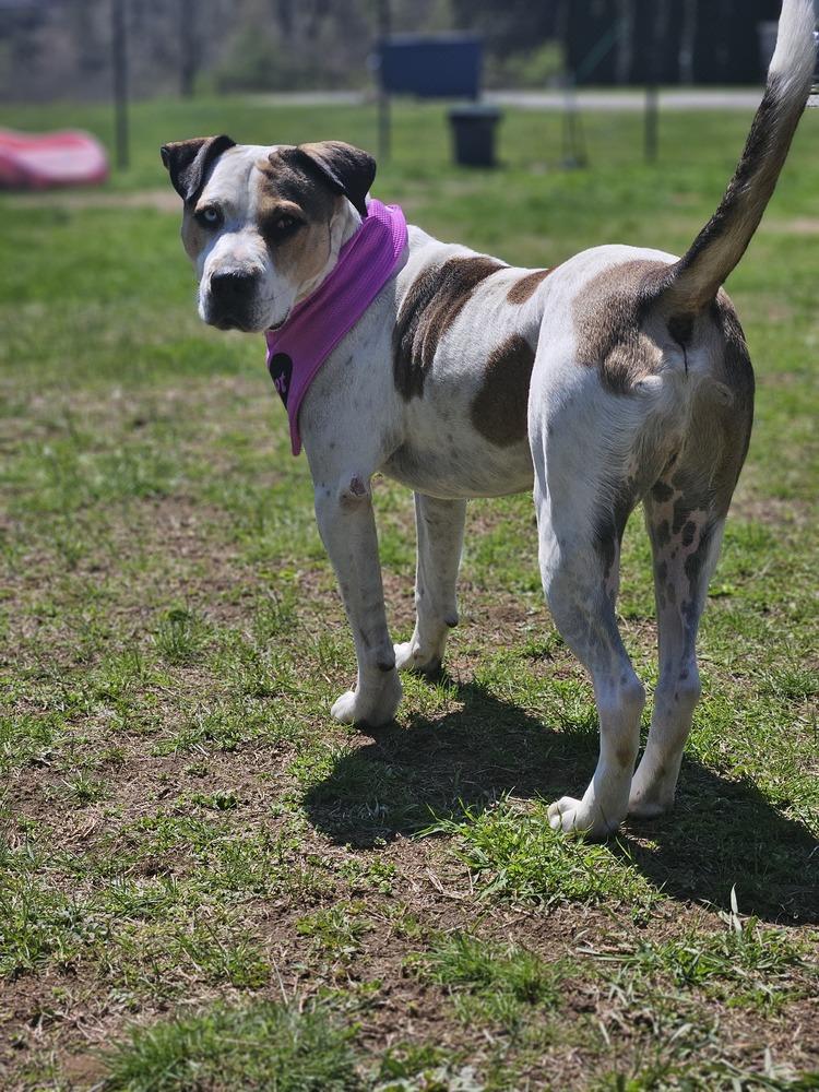 Enlarge Omega (FOSTERED LOCALLY), a Adoptable mixed breed in Leverett, MA image 6/6