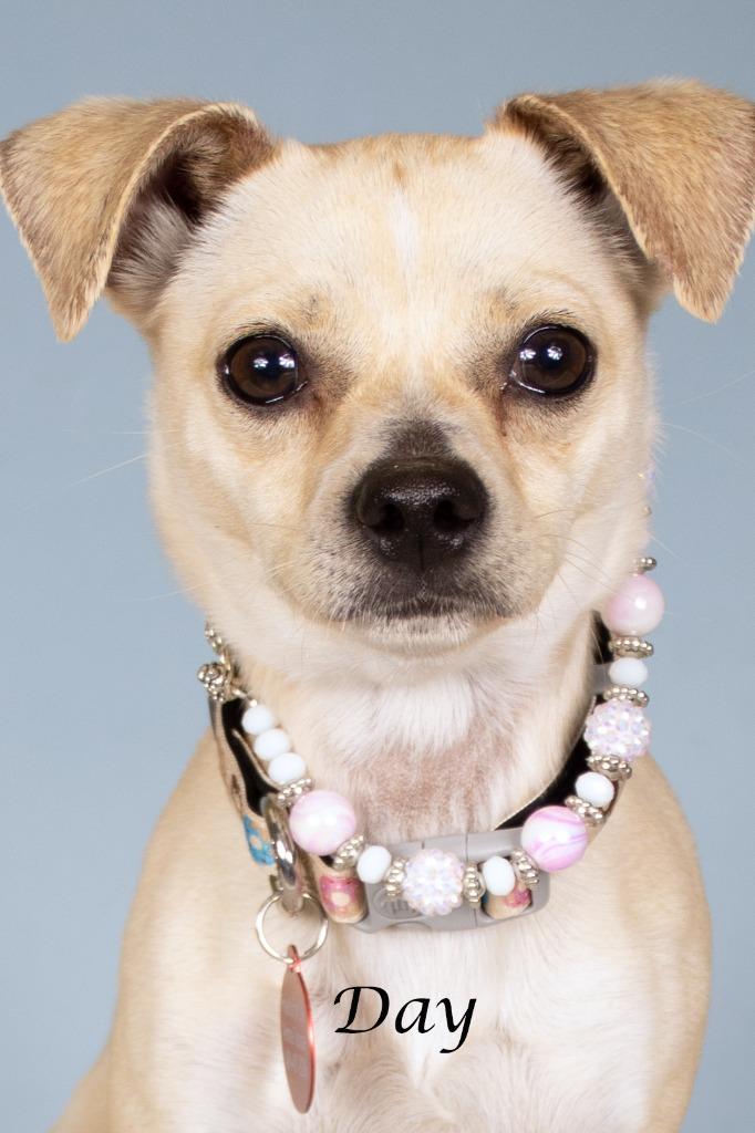 Enlarge Day, a Adoptable mixed breed in Gilbert, AZ image 1/3