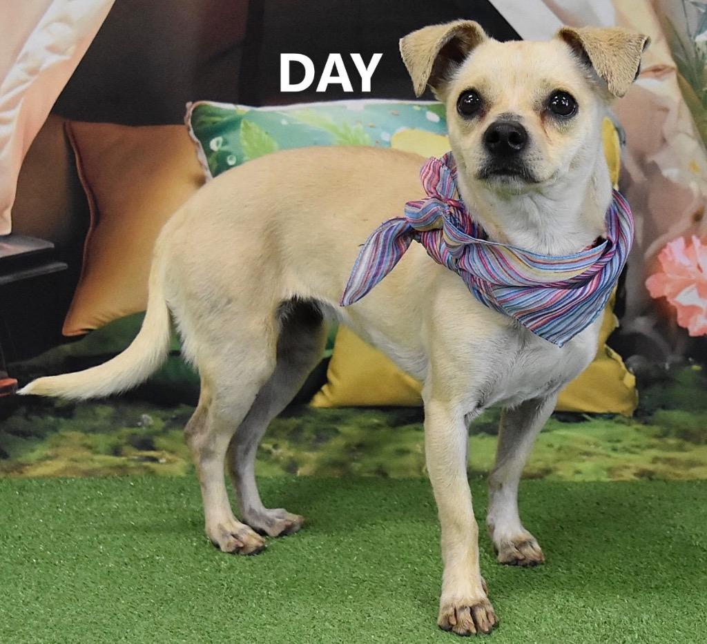 Enlarge Day, a Adoptable mixed breed in Gilbert, AZ image 2/3