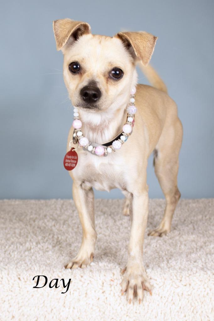Enlarge Day, a Adoptable mixed breed in Gilbert, AZ image 3/3