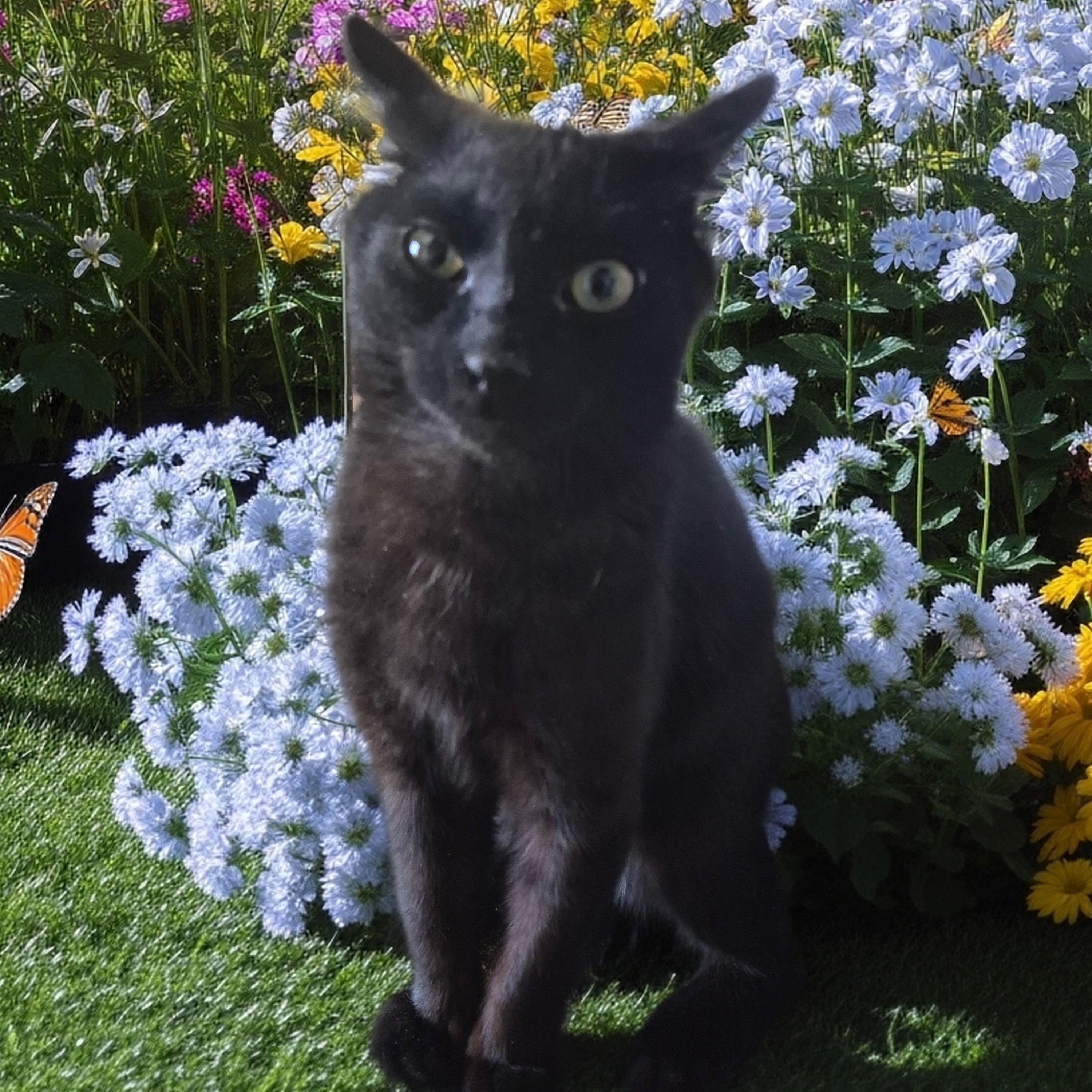 Inky, ADOPTABLE, Young Male Domestic Short Hair.