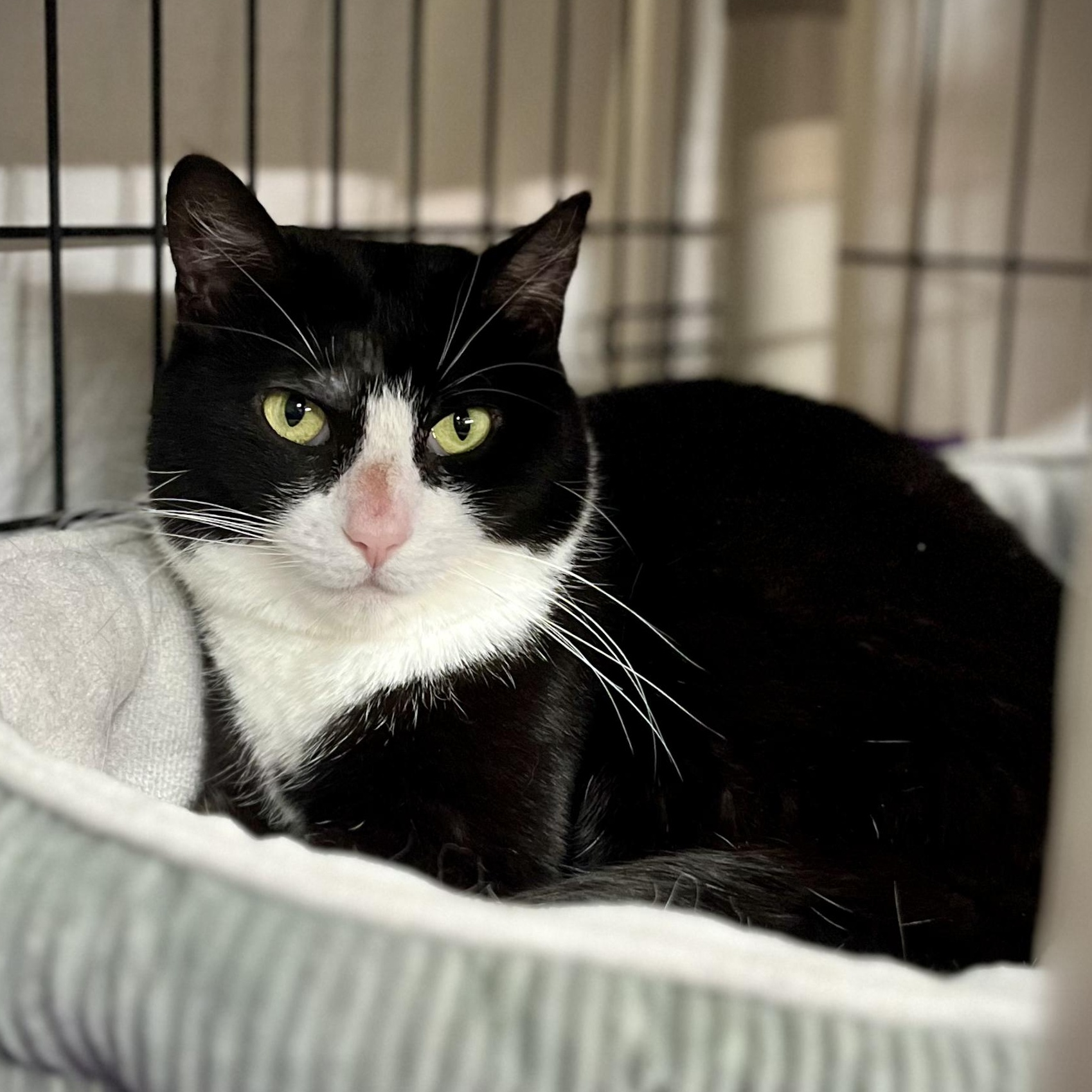 Enlarge Sandy, a Adoptable Domestic Short Hair in East Amherst, NY image 4/6