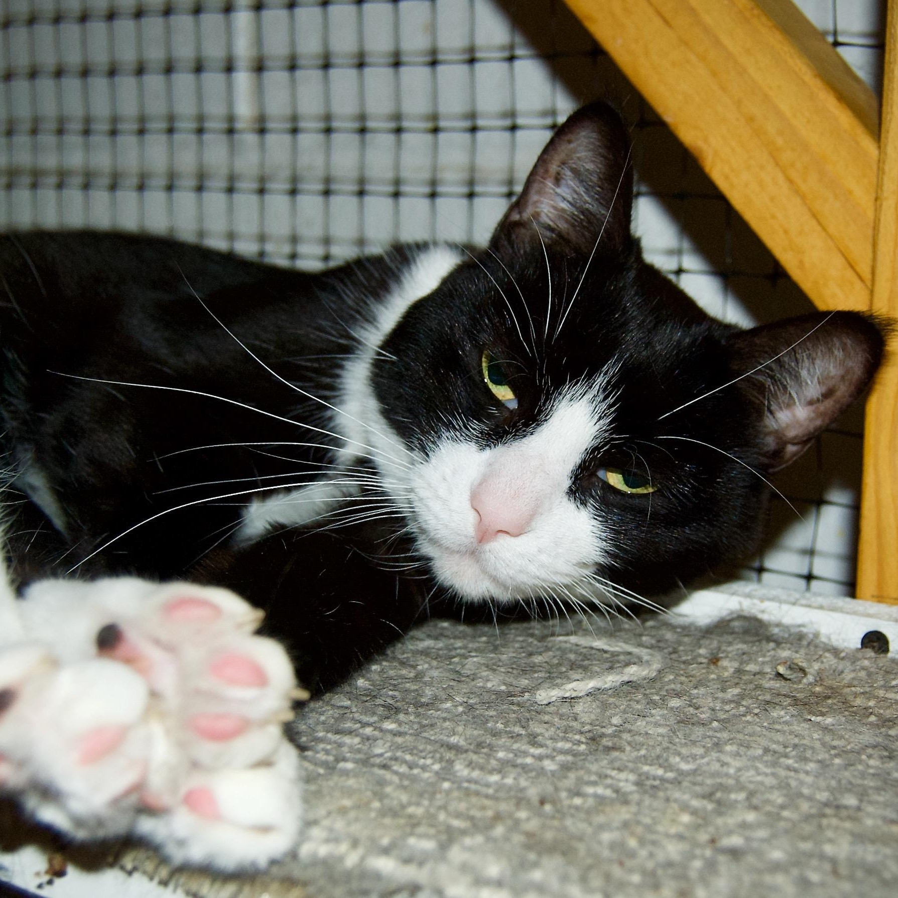 Enlarge Sandy, a Adoptable Domestic Short Hair in East Amherst, NY image 6/6