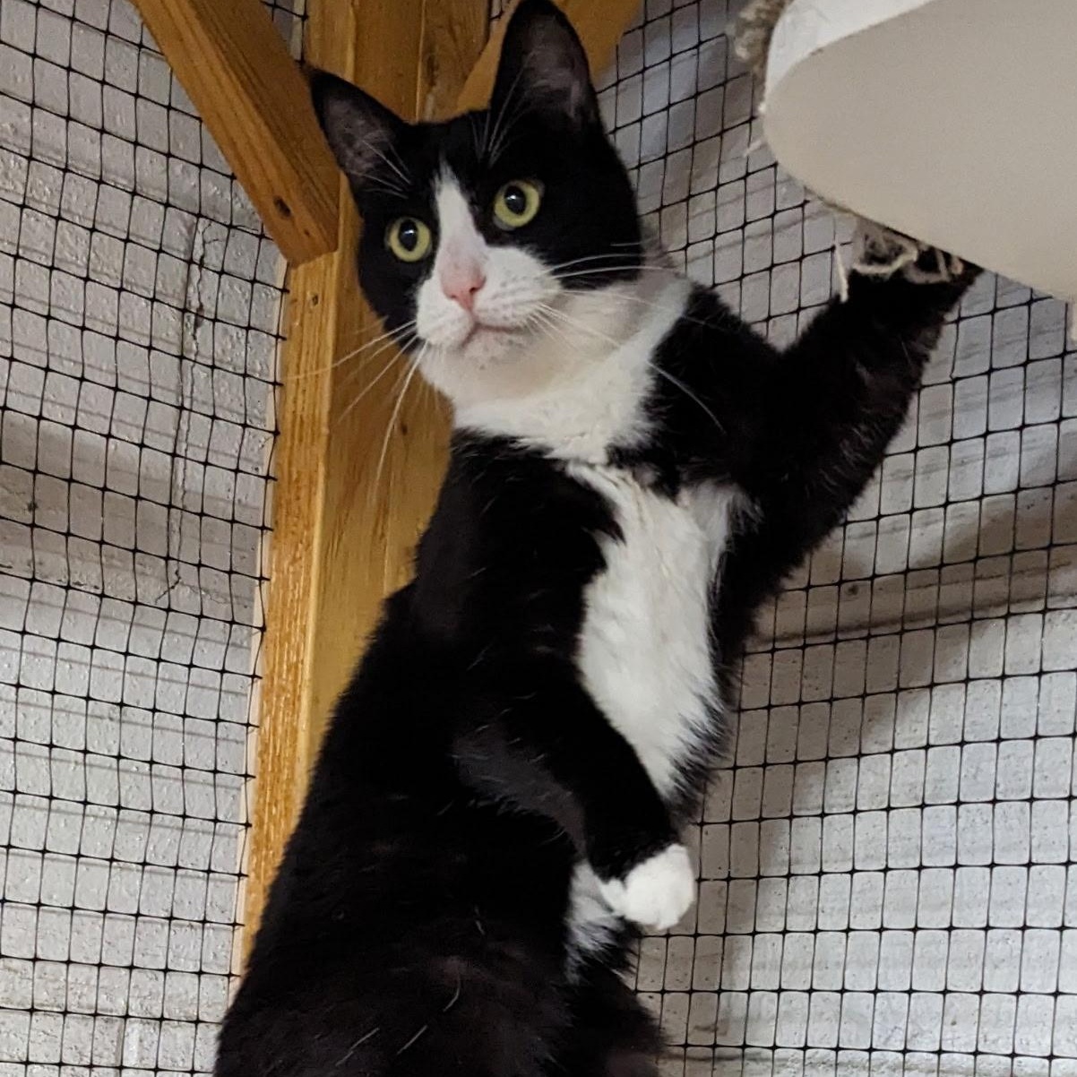 Enlarge Sandy, a Adoptable Domestic Short Hair in East Amherst, NY image 2/6