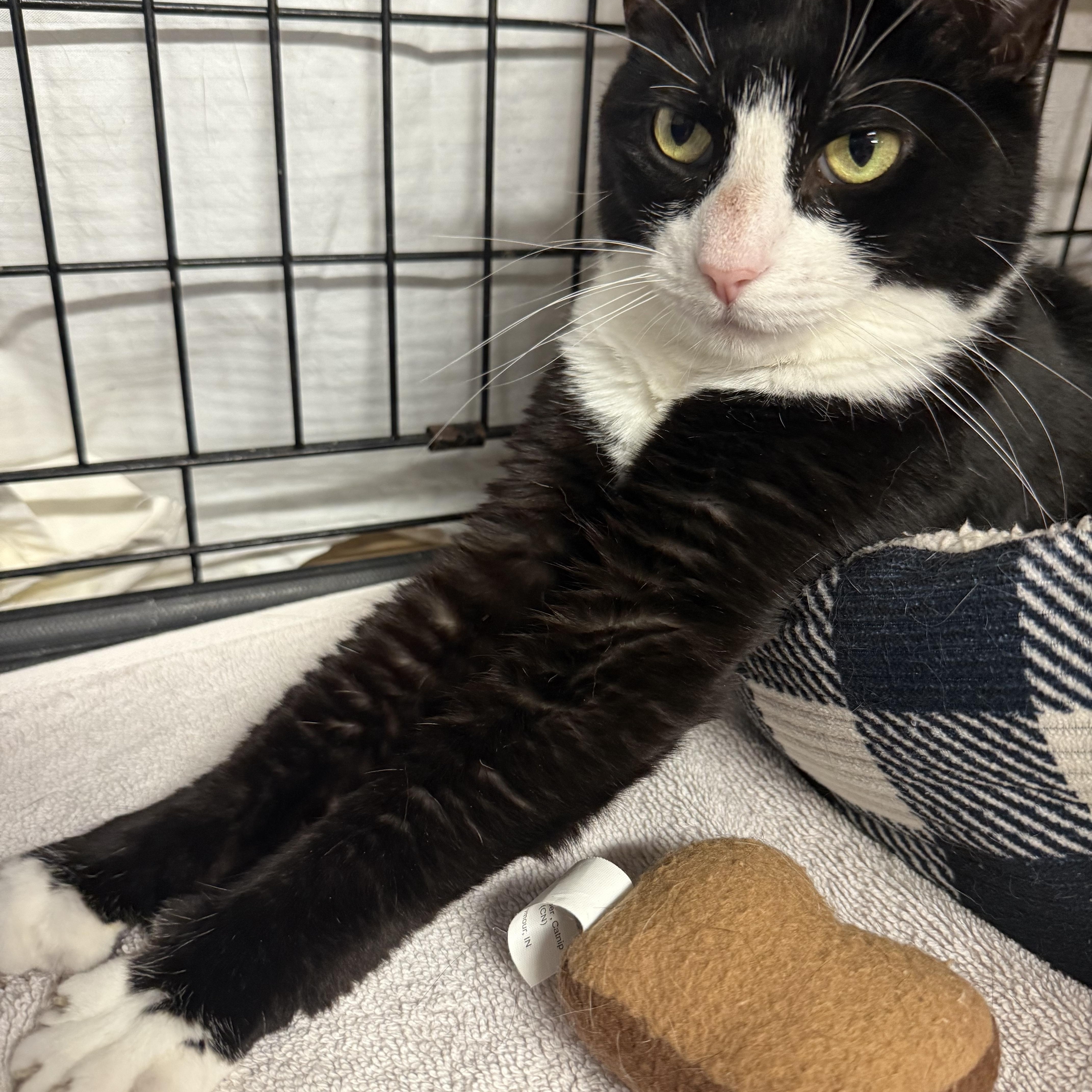 Enlarge Sandy, a Adoptable Domestic Short Hair in East Amherst, NY image 5/6