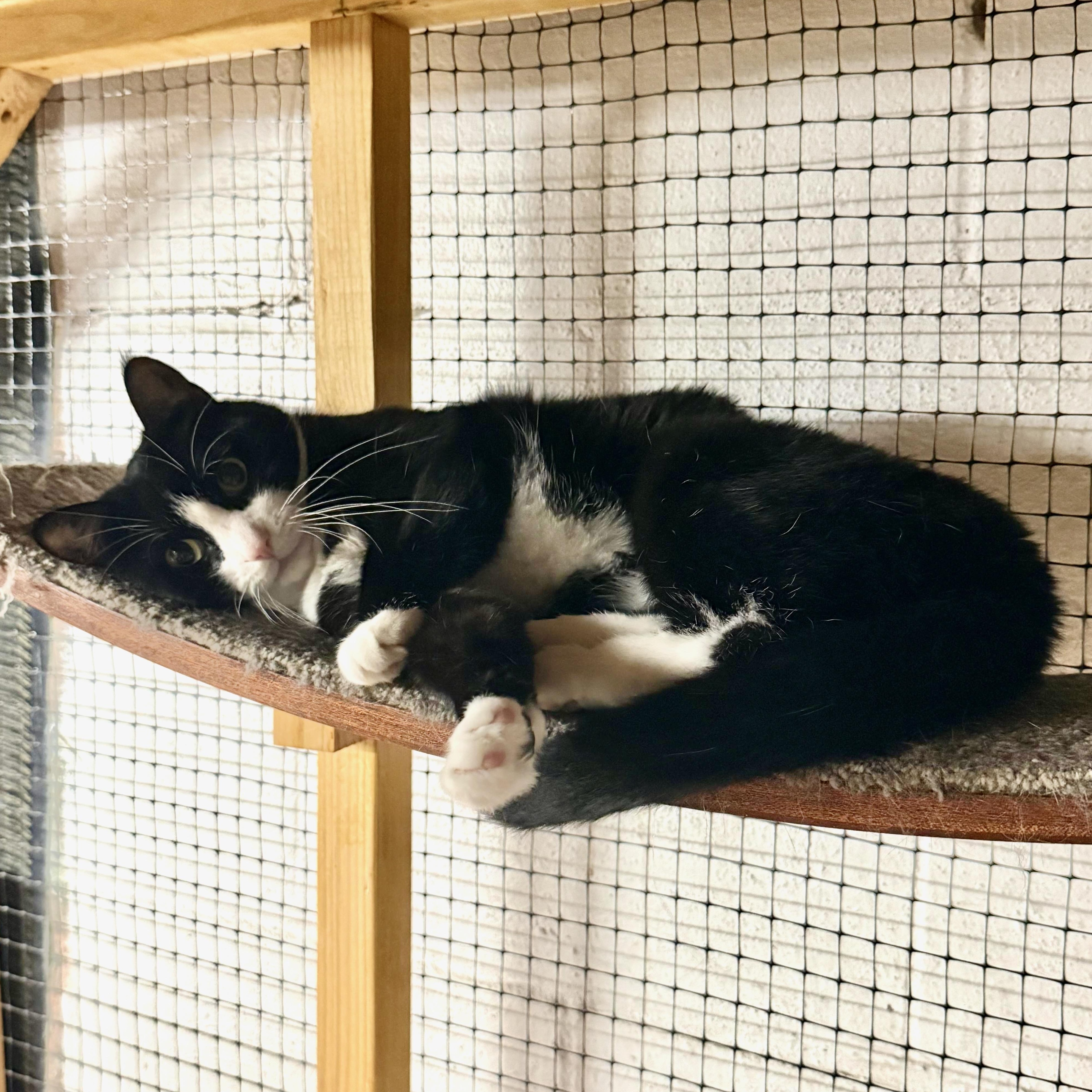 Enlarge Sandy, a Adoptable Domestic Short Hair in East Amherst, NY image 3/6