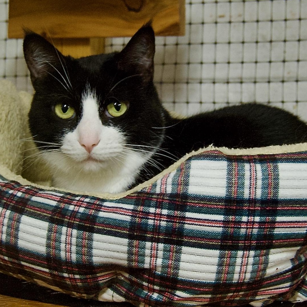 Sandy, Adoptable, Adult Female Domestic Short Hair.