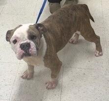 Toby, Adoptable, Adult Male English Bulldog.