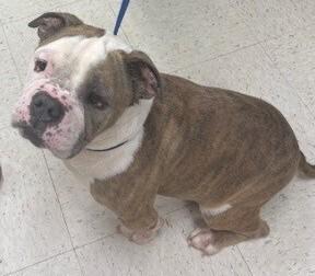 Enlarge Toby, a Adoptable English Bulldog in Dawson, GA image 2/2