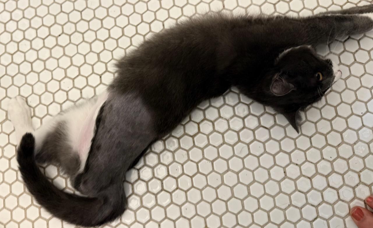 Minou, Adoptable, Young Male Domestic Short Hair.