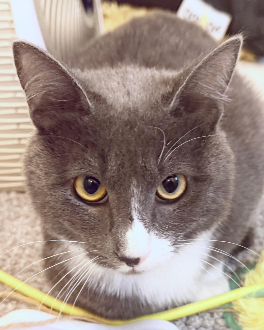 Minou, a Adoptable Domestic Short Hair in San Francisco, CA image 2/4