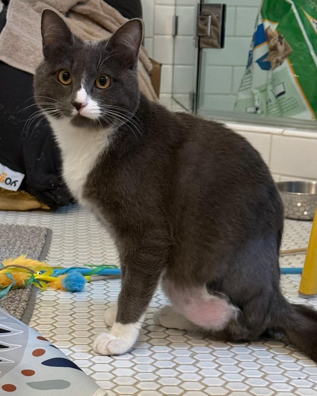 Minou, a Adoptable Domestic Short Hair in San Francisco, CA image 3/4