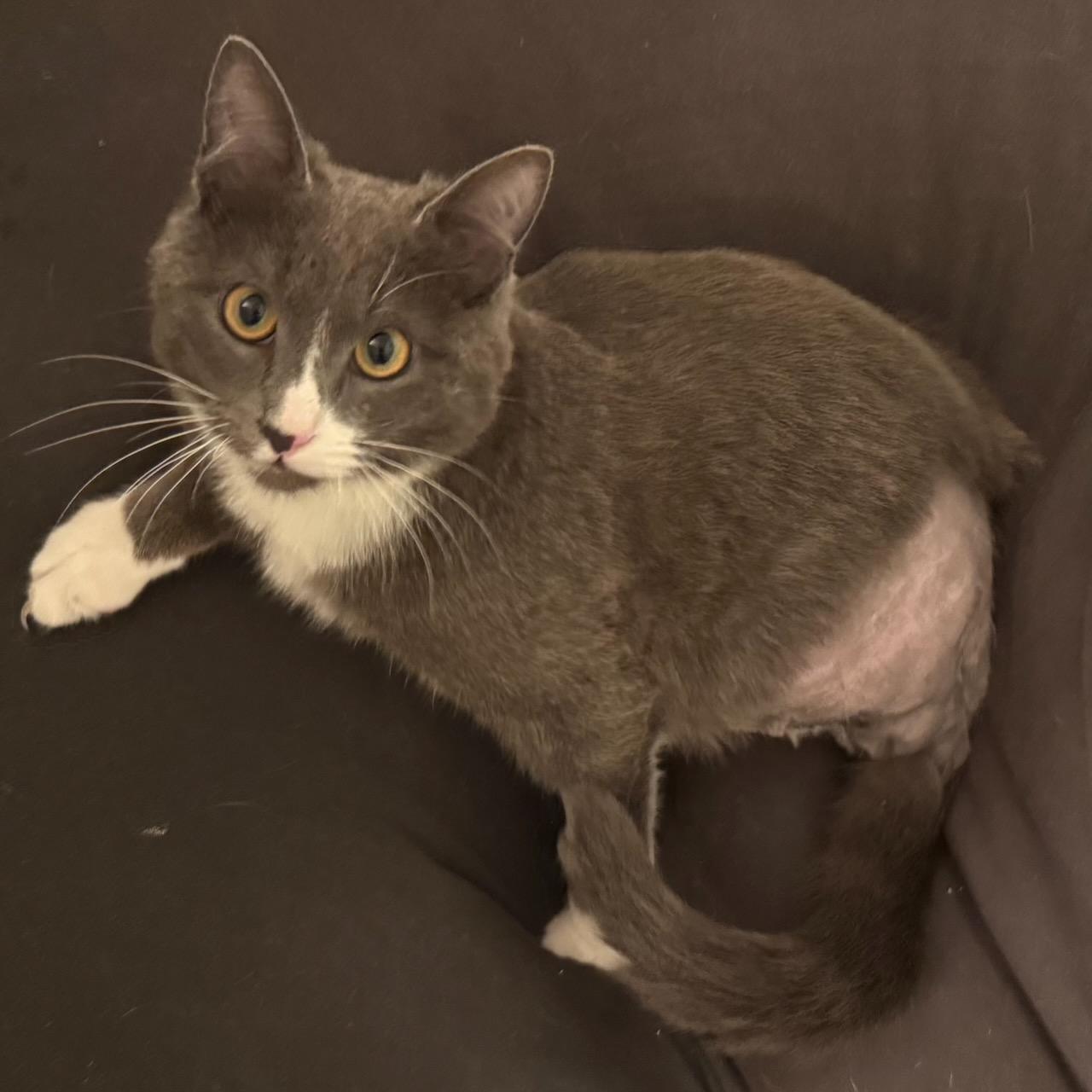 Minou, a Adoptable Domestic Short Hair in San Francisco, CA image 4/4