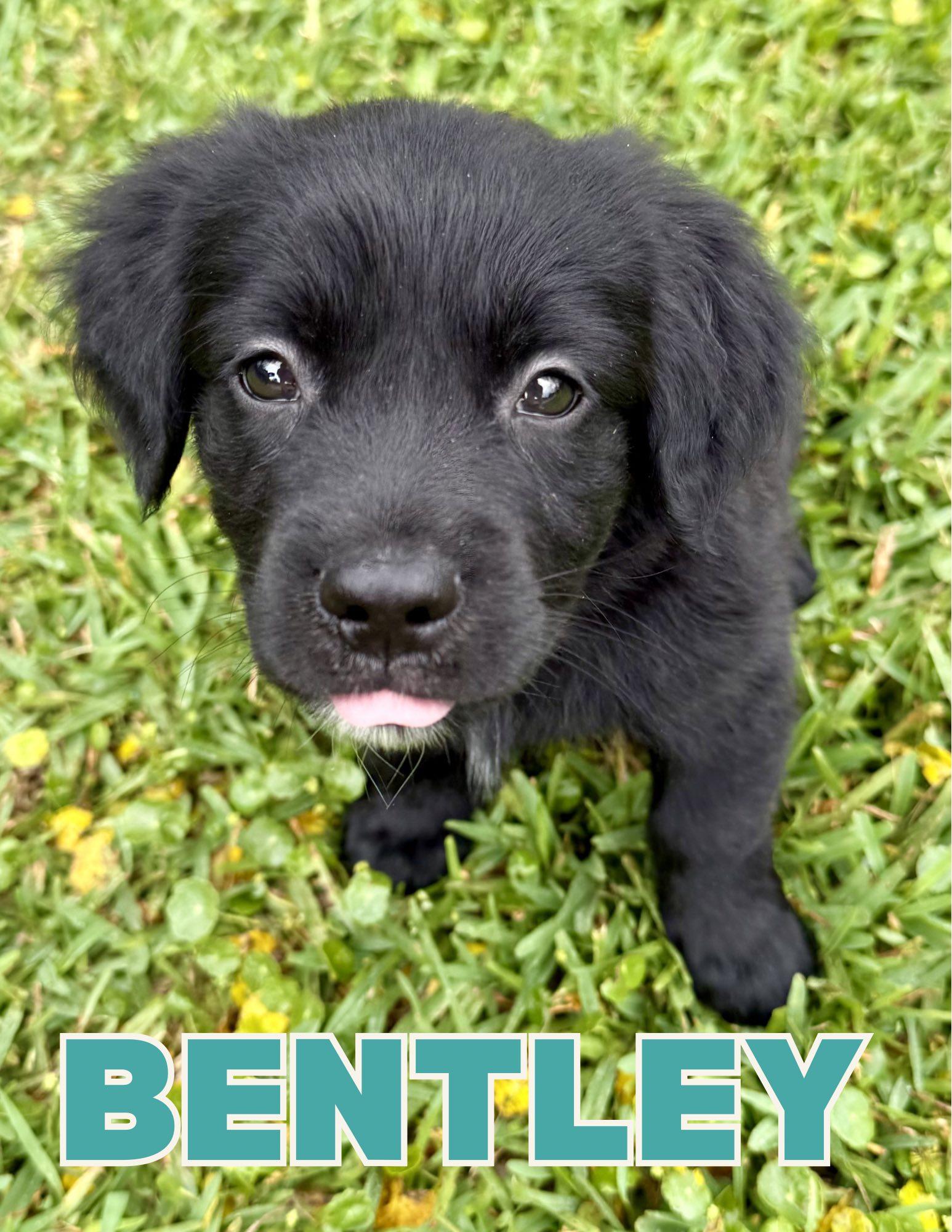 Bentley, adopted, Puppy Male Dachshund.